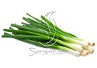 تعرفي على فوائد البصل الأخضر لصحة الجسم