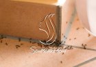 طرق تخلصك من النمل في الصيف بسهولة