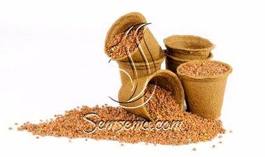 تعرفي على فوائد حب الرشاد