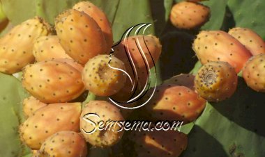 التين الشوكي يقوي المناعة ويعالج جفاف بشرتك