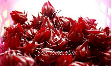 فوائد الكركديه للشعر والبشرة