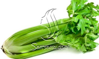 فوائد الكرفس للرجيم