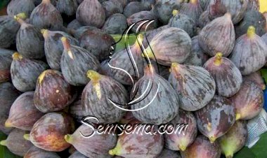 ماسك التين للبشرة