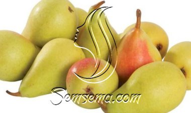 اتعرفوا معايا على فوائد الكمثرى للرجيم