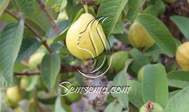 اهمية وفوائد اوراق الجوافة لتساقط الشعر