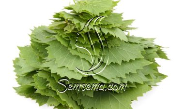 نصائح رائعة لحفظ ورق العنب وطهيه