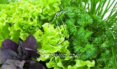 طريقة الشيف علاء الشربينى لحفظ الخضروات الورقية بالثلاجة