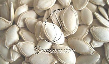 فوائد اللب الأبيض للرجيم