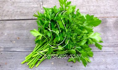 فوائد البقدونس.. صيدلية كاملة في منزلك