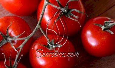 طريقة سهلة لتخزين الطماطم في الفريزر