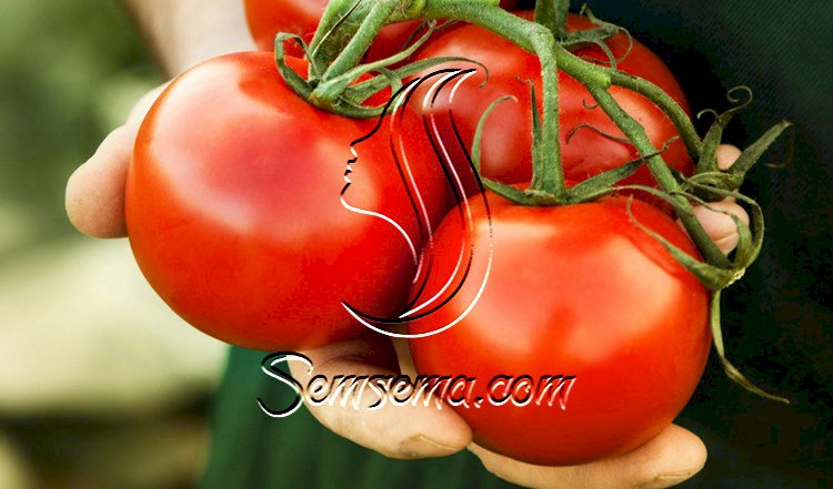 طرق سهلة لحفظ الطماطم