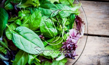 سلطة السبانخ مع الأعشاب