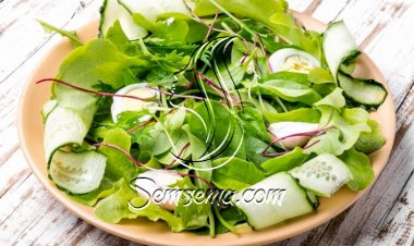 سلطة خضراء بزيت الزيتون